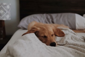 Eίναι καλό να κοιμάσαι με τον σκύλο σου;